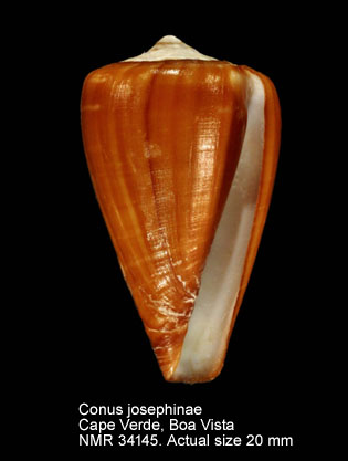 Conus josephinae.jpg - Conus josephinaeRolán,1980
